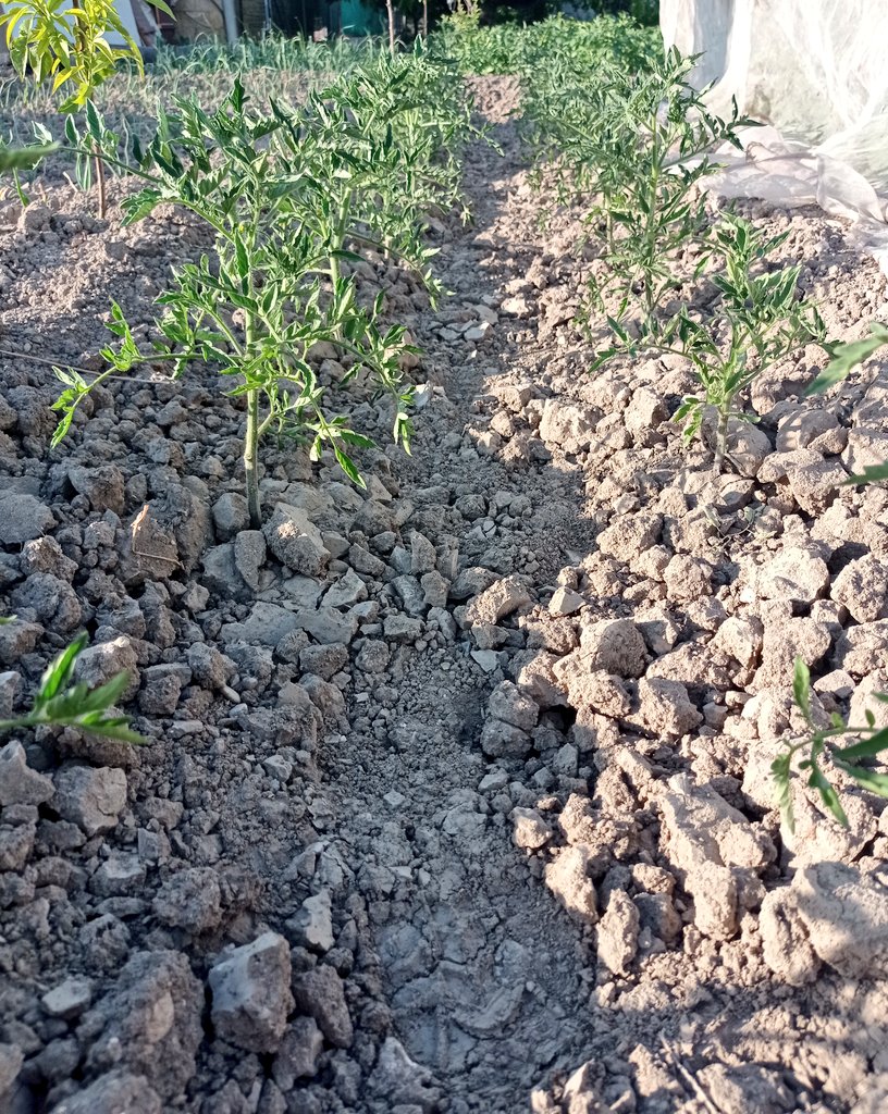 🧑‍🌾 La huerta no cesa de dejarnos estas estampas 💚🤎

🗣️ Lechugas, Patatas, Cacahuetes, Tomates y muchas más verduras, hortalizas y frutas de temporada 💯

Y que mejor que disfrutarlas en familia y directas #DeLaHuertaALaBoca 😋

📍 Castillo de Locubín, Jaén

Productos locales 🔝