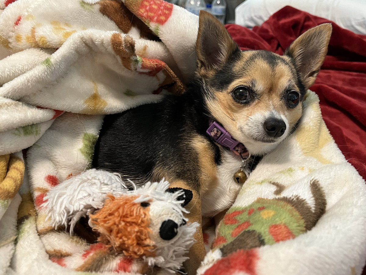 Hi friends! 👋

I won’t be streaming today because little cheeky is sick and barfed all over us at 4am last night 😂 I’m tired yo. 

Instead I am doing some self care and giving myself a hair trim and doing my nails ☺️