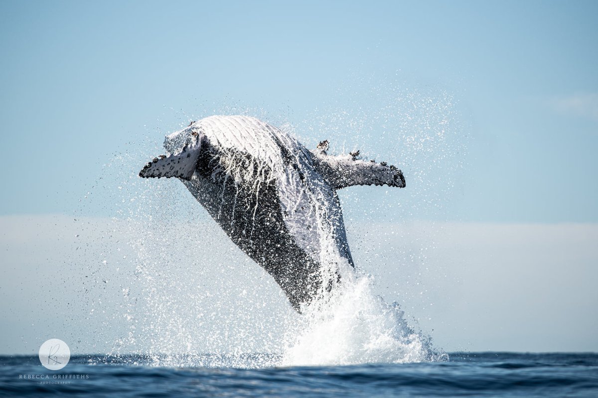 animalkind_aus's tweet photo. 🐋 Today is #WorldOceansDay. We are so lucky to have some of the most incredible coastline here in Queensland, and it's up to all of us to protect our oceans and all marine life. 
📷 Rebecca Griffiths

Here are a 5 ways you can help protect the oceans: (see comment thread) https://t.co/Fzlv2Cyl6G