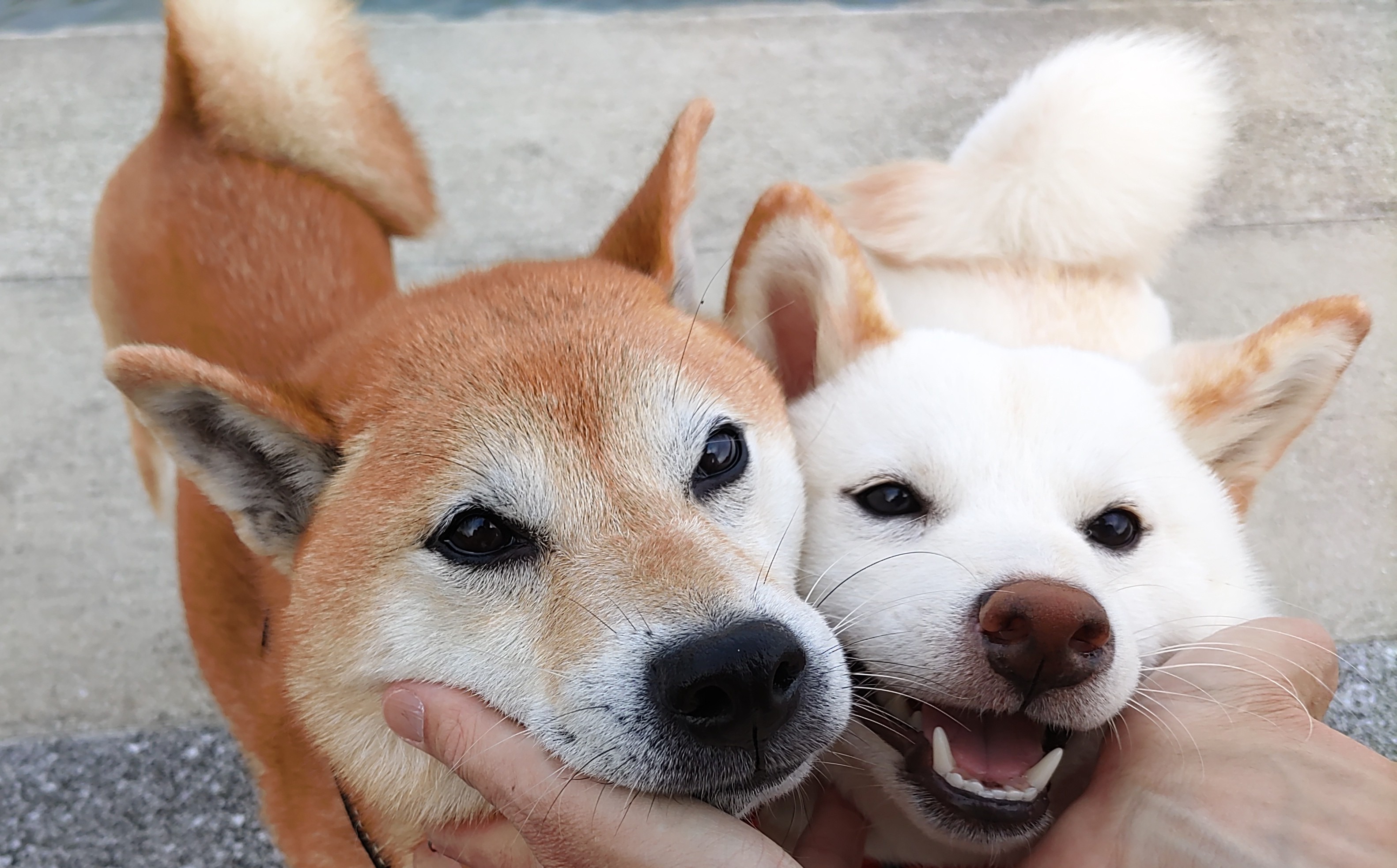 柴犬俳句 Shibashibahaiku Twitter