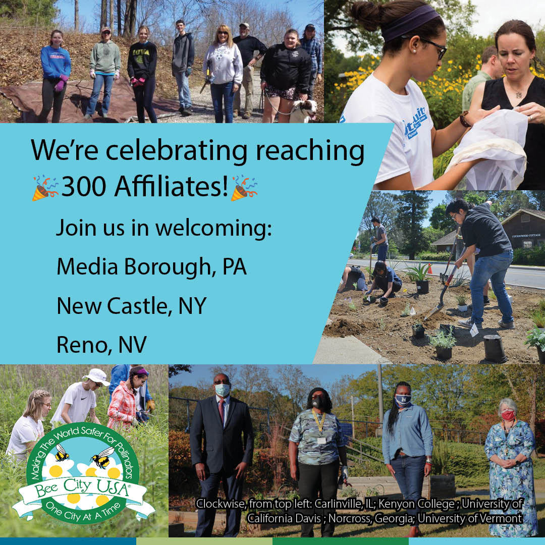 BeeCityUSA's tweet photo. We've reached 300 Bee City USA and Bee Campus USA affiliates! Thank you to everyone who has joined in to make their communities safer for pollinators. #CityofReno #MediaBorough #NewCastleNY #BeeCityUSA #BeeCampusUSA #ProtectingPollinators #xercessociety https://t.co/8hQ8aPR12A https://t.co/iFntruXpNK
