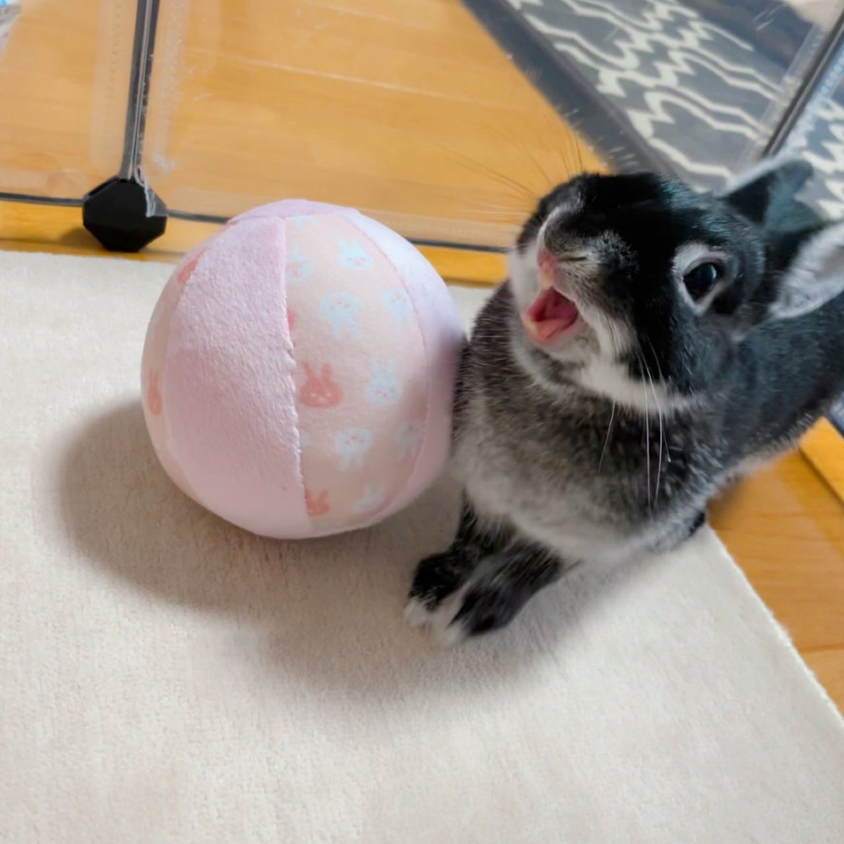 usaramu_097's tweet photo. ラムちゃんから一言🐰

      ＼みんなおはよぉぉぉぉ💕／ https://t.co/RFTXzXh87X