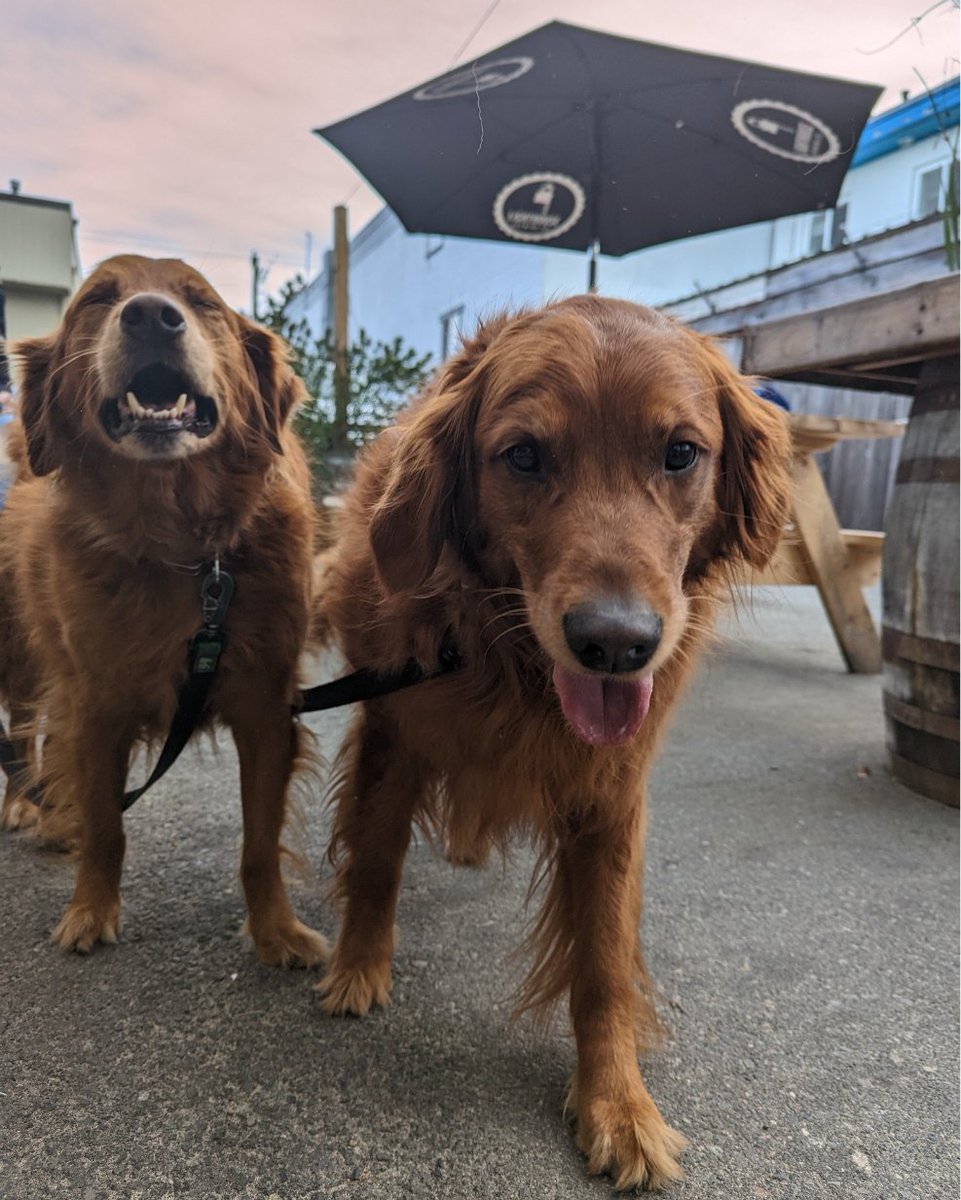 LighthouseBeer's tweet photo. Patio puppies continue to be our favourite part of the day 😍
We're always happy to have your furry friends join us on the patio!
#LighthouseBrewing #BCCraftBeer #YYJBeer #EsquimaltBC #BcAleTrail #YYJBrewery #BreweryVictoria #SummerBeers https://t.co/BVfakqIp27