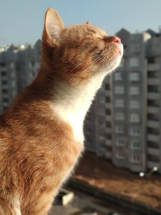 #caturday has arrived 🐱