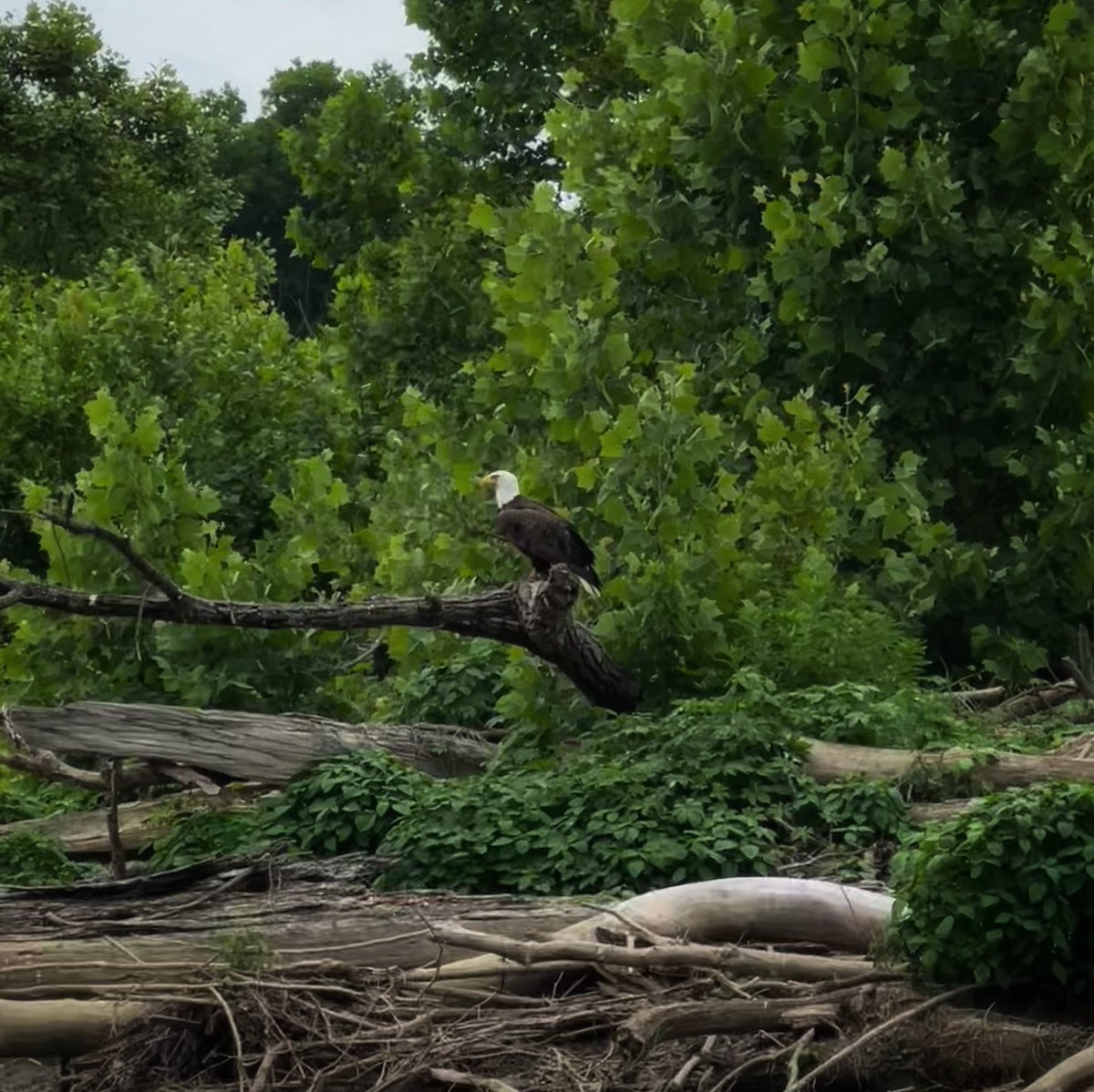 olddominionfish's tweet photo. Standing guard as we floated by 🇺🇸 https://t.co/42abCb5Gon