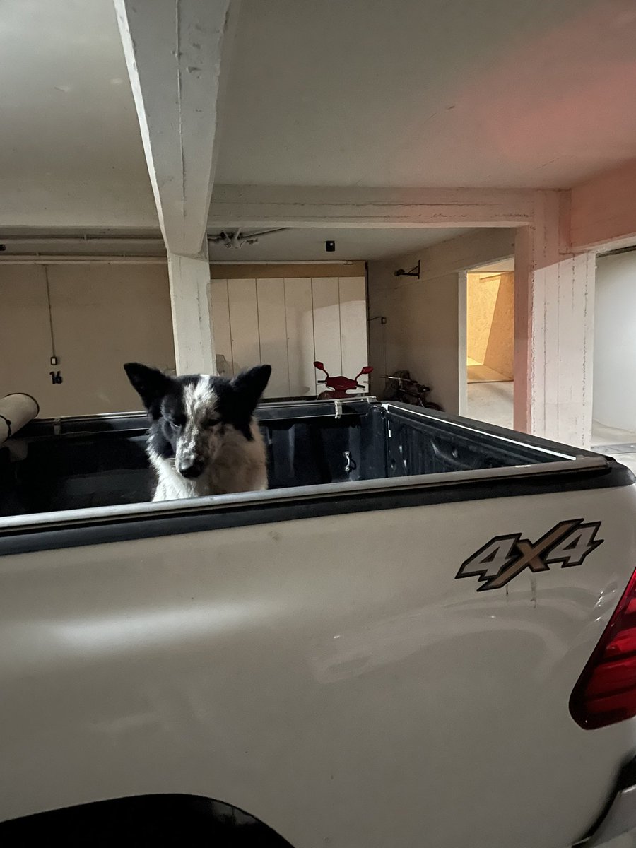 Gente. Este perrito me siguió en el centro !! 
Paré y se subió a la camioneta así que seguramente tiene dueño! Alguien lo conoce? RT por fa.