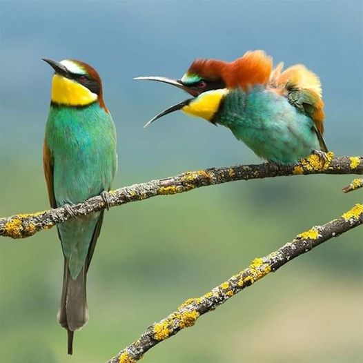 One is male and the other is female

which #bird is which?