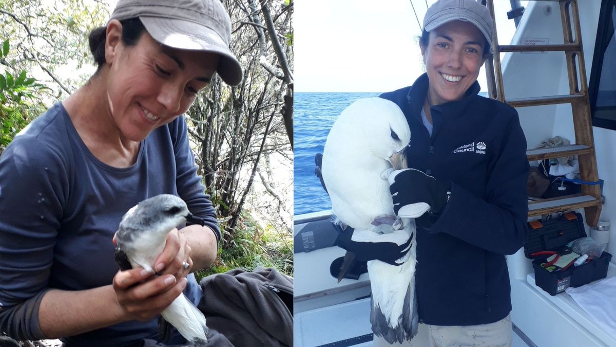 HomewardBound16's tweet photo. Dr Gaia Dell’Ariccia from #TeamHB2 is a seabird scientist at @AklCouncil. She says seabirds forage at sea &amp; breed on land, sustaining the cycle of nutrients from ocean to land. They are the most threatened group of birds.
📷 Gaia w (L) Cook's petrel and (R) Campbell albatross. https://t.co/obL6po1KHe