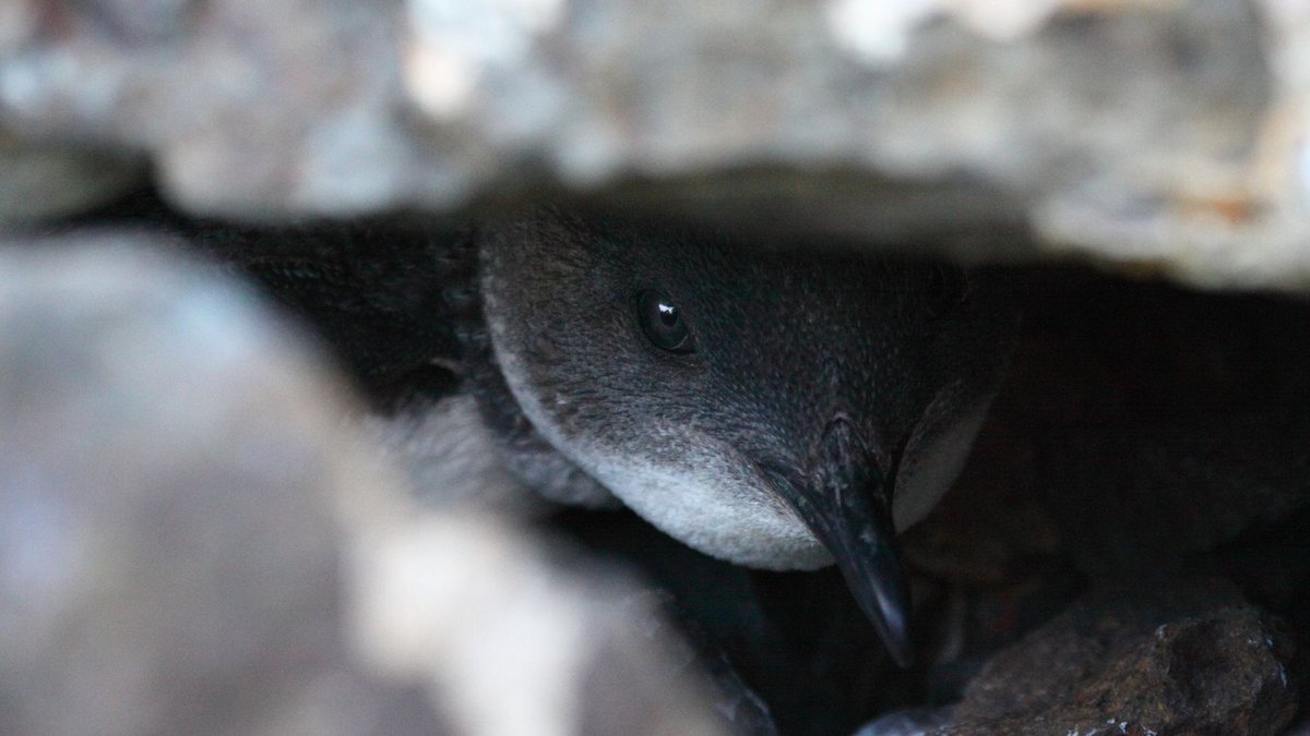 HomewardBound16's tweet photo. “Overfishing &amp; bycatch threatens the survival of seabirds &amp; this is among the reasons for steep seabird population declines.”
Dr Dell'Ariccia manages a regional monitoring &amp; research program for seabirds which informs management actions and conservation policies.
📷Little penguin https://t.co/POFXJKBuGY