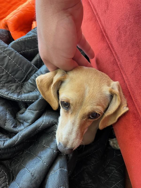 KentOnNews's tweet photo. Found this sweet dog abandoned in a bush at Papago Park. No chip or tags.  Awful stuff. Breaks my heart. Going to take good care of her, though. https://t.co/wBALeW3Kiv