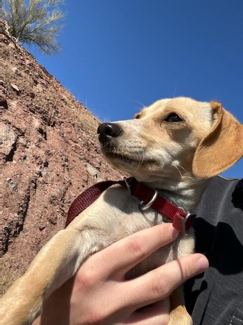 KentOnNews's tweet photo. Found this sweet dog abandoned in a bush at Papago Park. No chip or tags.  Awful stuff. Breaks my heart. Going to take good care of her, though. https://t.co/wBALeW3Kiv