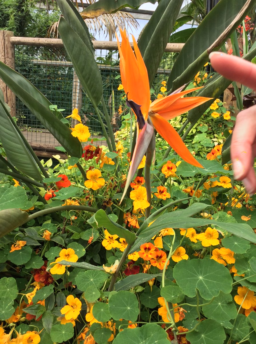 NectonY3's tweet photo. A fabulous time was had by Rowan Class today at the amazing Amazona Zoo. We loved seeing the real live animals we have been learning about, experiencing the humid hot house and learning from the experts. So exciting! @NectonY3 @AmazonaZoo https://t.co/roN9QWAYoE