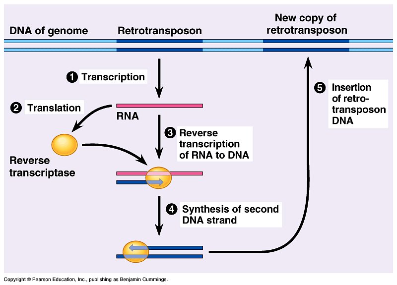 HM02473539's tweet image. 2/15 Firstly, let us inform ourselves about #retrotransposons. Retrotransposons (RTs) are a type of genetic component that copy and paste themselves into different genomic locations by converting RNA back into DNA (aka #reversetranscriptase).