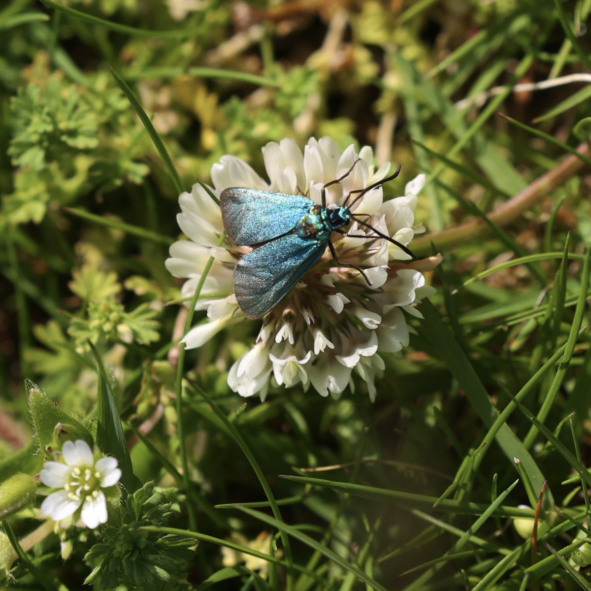 #loveyourburialground #churchescountonnature continuing to  log nature in @caruconwy churchyards This #forestermoth was a dazzling find at Llangelynnin today. Full count to follow. @savebutterflies