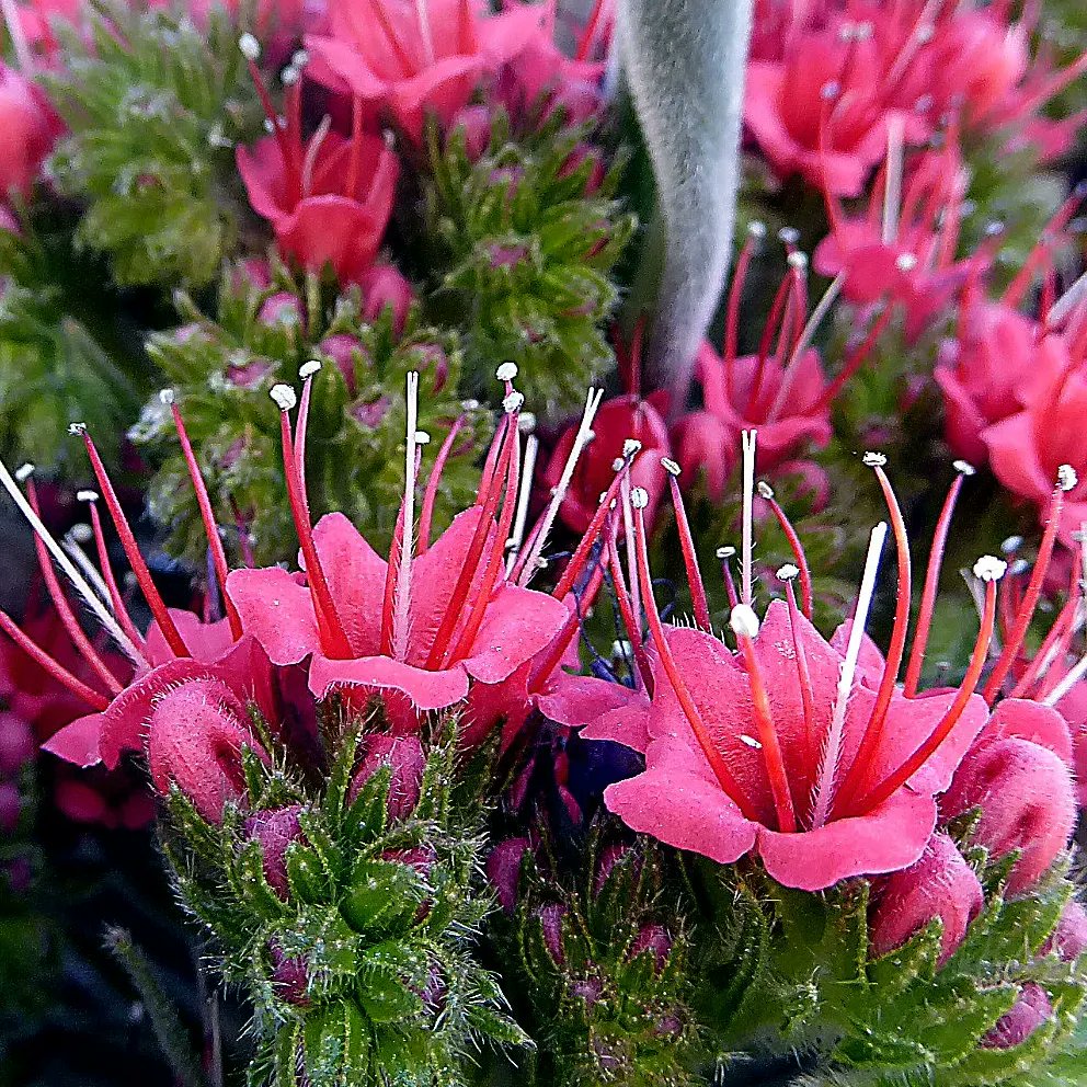 Como cada año, 
Estos formidables habitantes rojos
Descienden y caminan por las Cañadas
Como árboles perezosos.
Luego,
Satisfecha su curiosidad,
Ascienden para ocultarse
Como luciérnagas titilantes. 
#defendiendobiodiversidad
#vivirnaturaleza
#lagamona