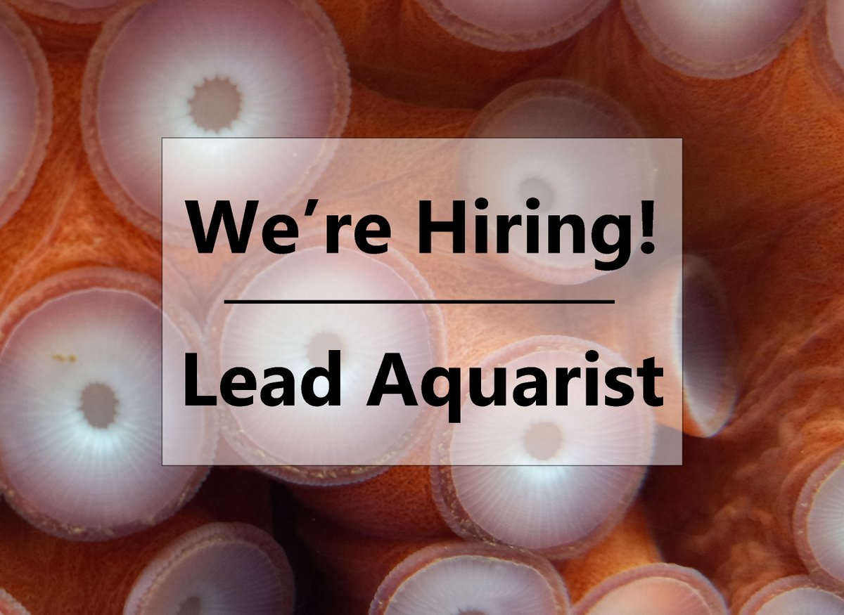 We're Hiring! See full job description - schooljobs.com/careers/highli… 

#HCMaSTCenter #MaSTCenter #HighlineCollege #Aquarium