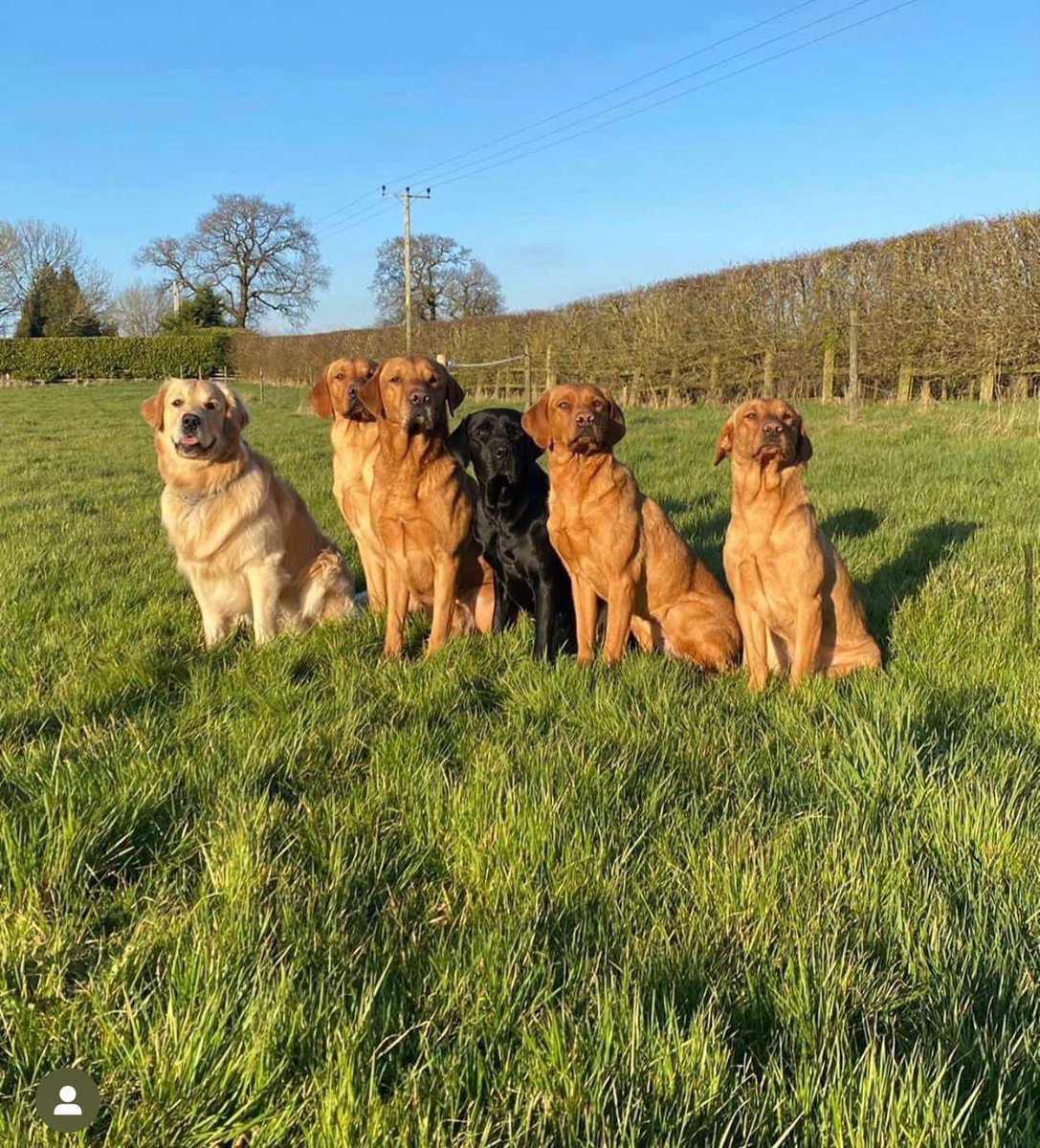 Contented Canines Middlewich (@contentedcanin2) on Twitter photo If you are going to socialise your adolescent dog, make sure it is with older calmer dogs!
#keepdogtrainingsimple Need our help? Contentedcaninesuk@gmail.com If you are going to socialise your adolescent dog, make sure it is with older calmer dogs!
#keepdogtrainingsimple Need our help? Contentedcaninesuk@gmail.com