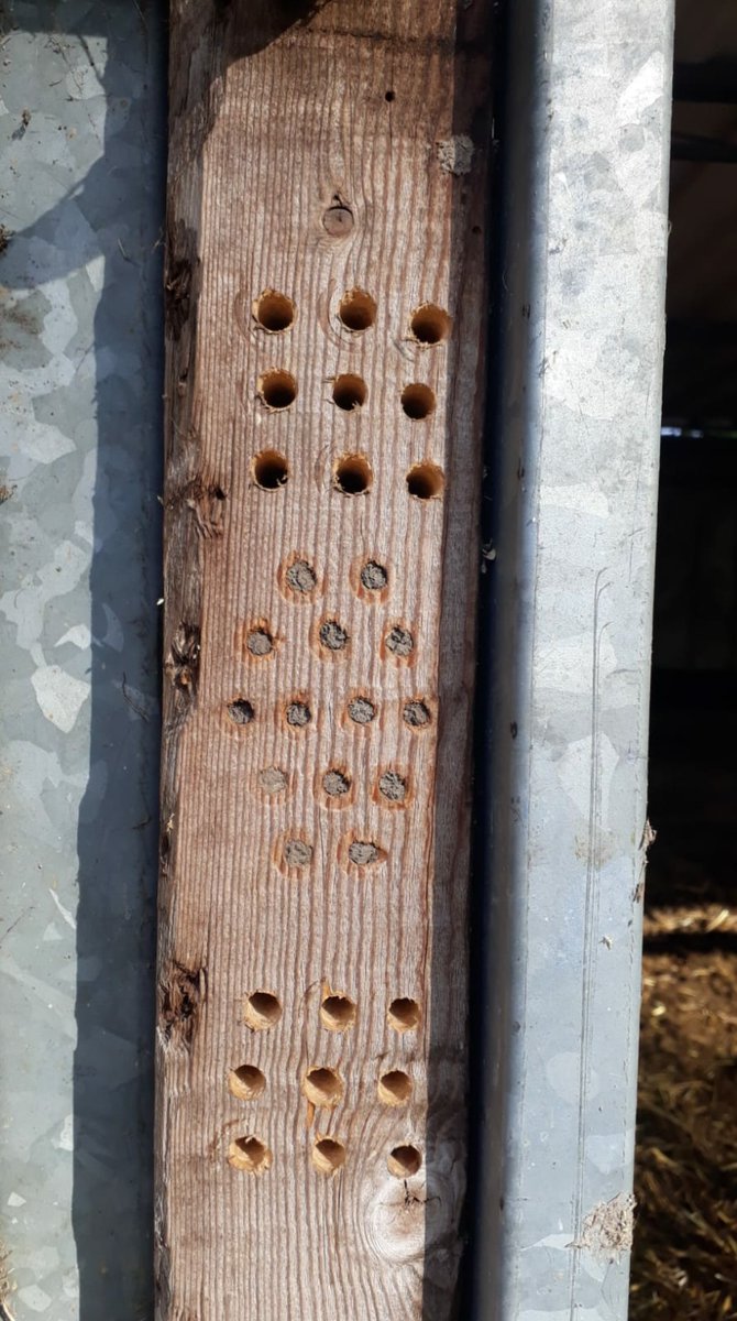 PlacetoBeeLTO's tweet photo. Onze ambassadeur in Dronten Robert Timmerman van Akkerroos heeft al gaatjes bijgeboord in de palen vd paardenstal. Oa voor de #behangersbij 🐝
Hij heeft natuurlijk ook zandplekken voor de andere 80% #wildebijen Grondnestelend zoals de #groefbij 👍 Kleine moeite, groot plezier 🌞 https://t.co/DmUF8Sio0y