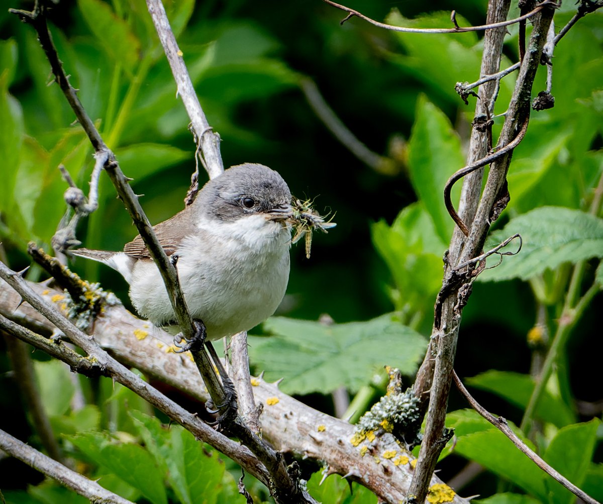 franks_ste's tweet photo. Whitethroat,@teesbirds1 @teeswildlife @RSPBSaltholme @Natures_Voice @DurhamBirdClub https://t.co/8oFuiqiZzJ