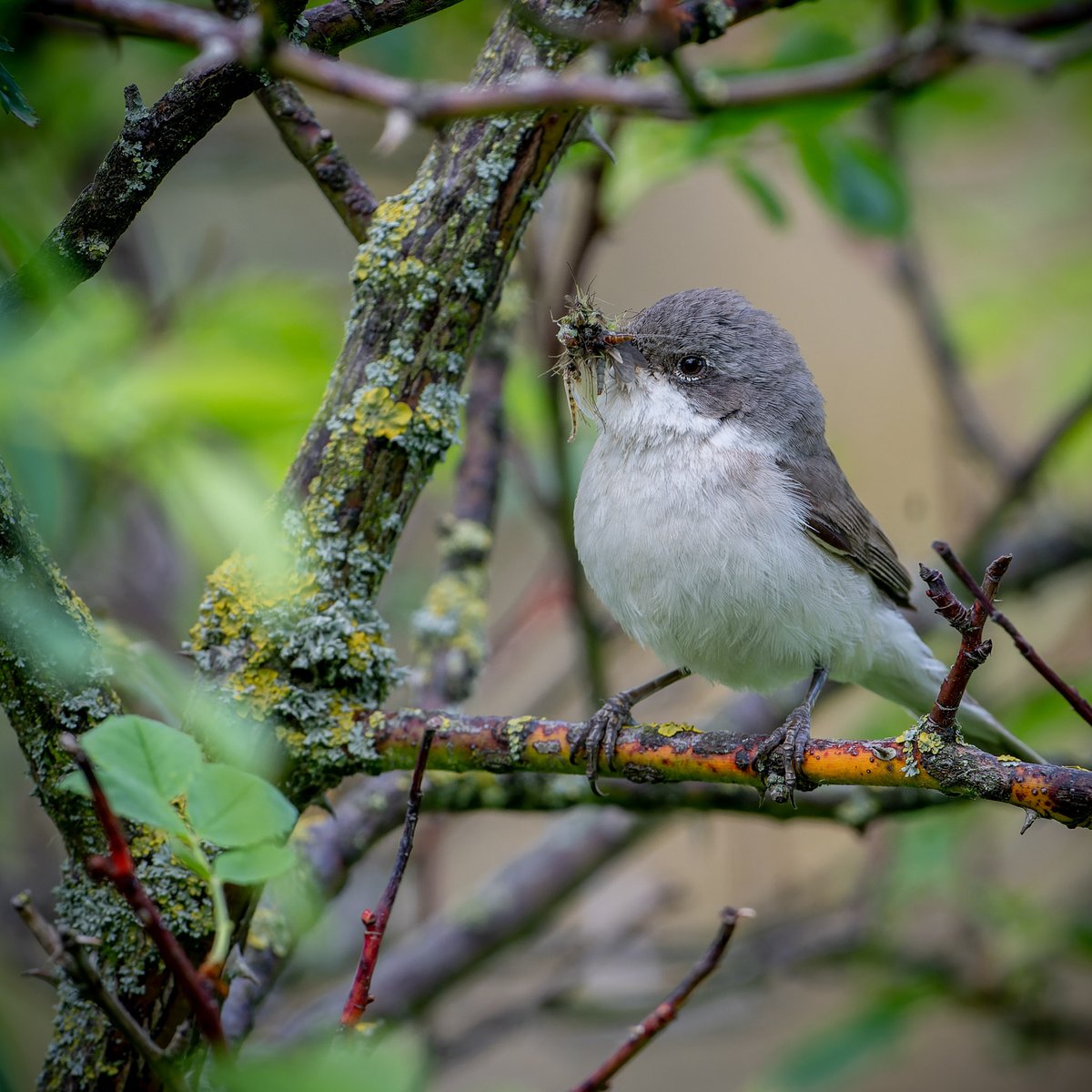 franks_ste's tweet photo. Whitethroat,@teesbirds1 @teeswildlife @RSPBSaltholme @Natures_Voice @DurhamBirdClub https://t.co/8oFuiqiZzJ