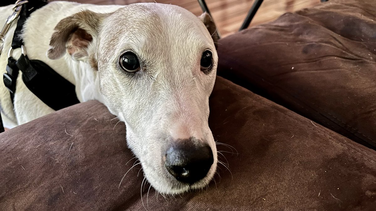 Our dog Ben stopping in to say hello