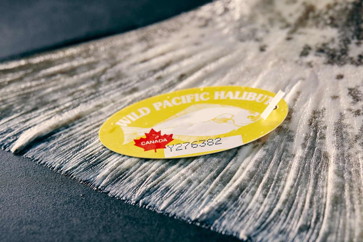 The #WildPacificHalibut fishing families work hard to provide safe quality food. Did you know? During dockside validation, a government-designated observer tags every single halibut with a unique serial number to help with enforcement &amp; traceability.  #WorldFoodSafetyDay #BuyBC