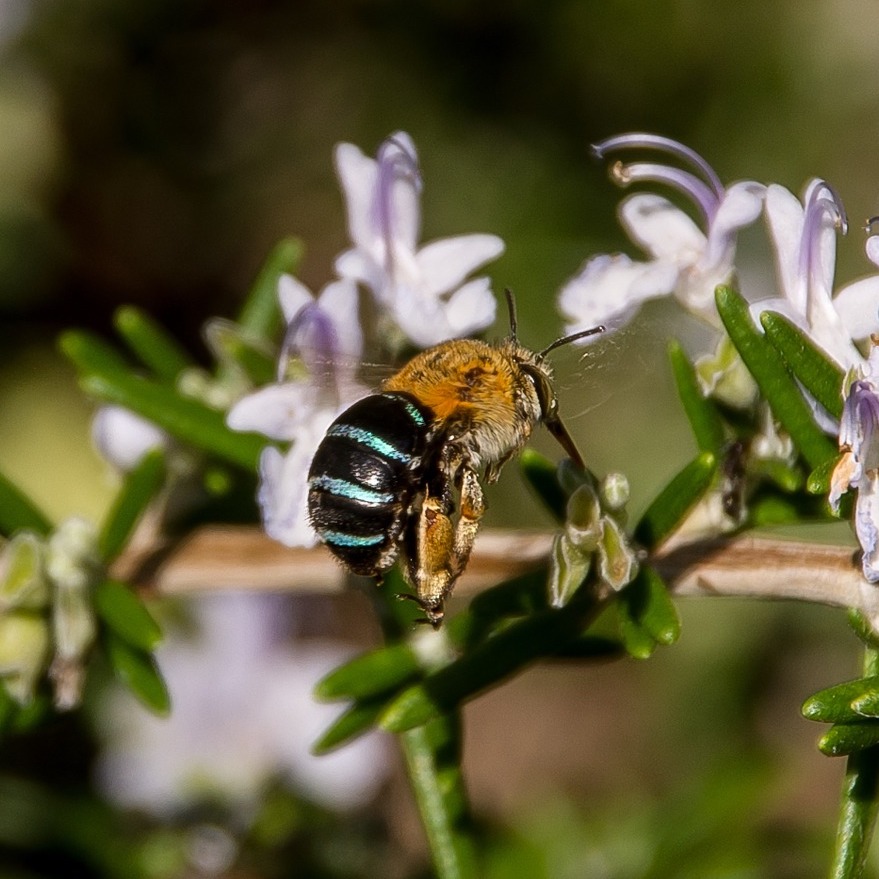 Buzz pollinators, like the blue-banded bee in Australia 🇦🇺, land on the antler of a flower and vibrate at a high frequency. This extracts the pollen and also, well, pollinates! 6% of plants rely on this method- like tomatoes and potatoes 🥔 🍅 
#bee #blue #Australia #Pollen