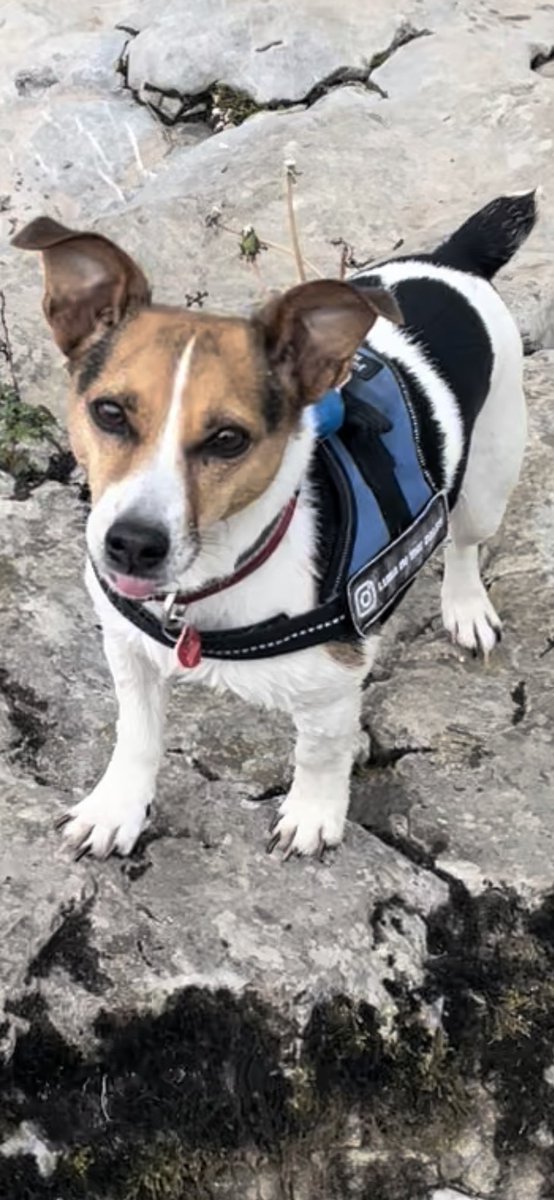 LunaInTheDales's tweet photo. Happy #tongueouttuesday #Lunainthedales 🐾❤️ #jrts #dogoftheday #dogsofinstagram #jackrussellterrier #jackrussell #jackrussellsofinstagram #dogsoftwitter #pupinfluencer #jackrussellmoments #jrt #jrtofinstagram #jrtlove #jrtlovers #jrtlife #yorkshiredales #jrtclub #dogphotography https://t.co/QPANVkl4qP