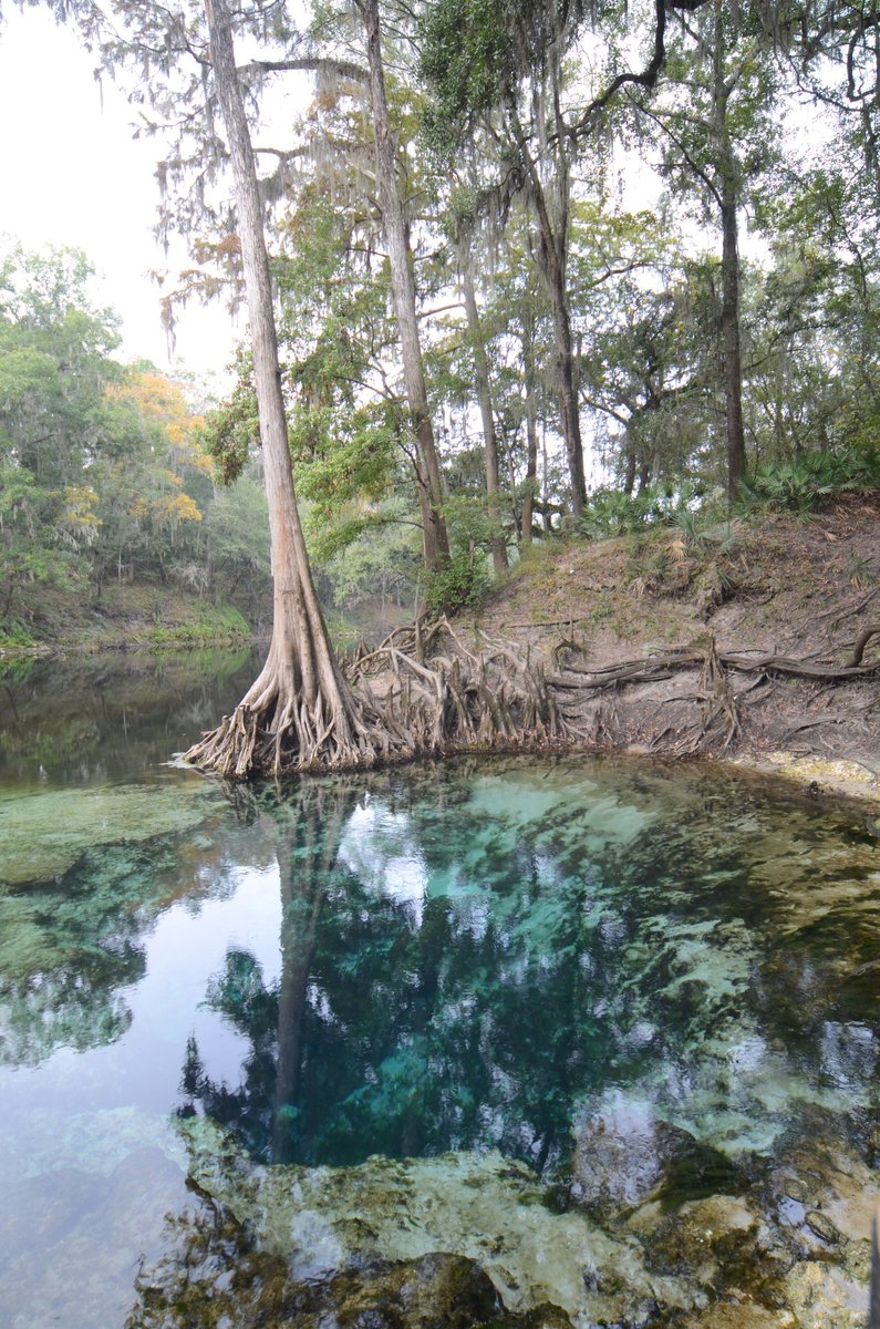 FriendsofFLForests tweet media