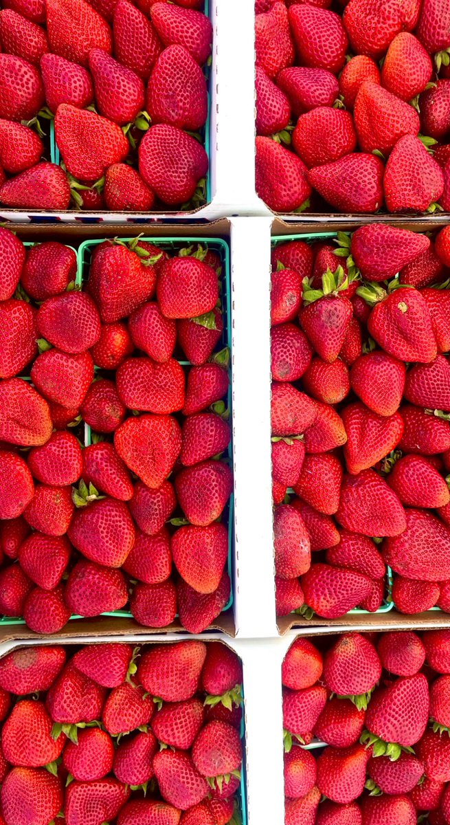 _leximartin's tweet photo. you can find me at the fruit stand 🍓🥭 https://t.co/AEvcuaaTLO