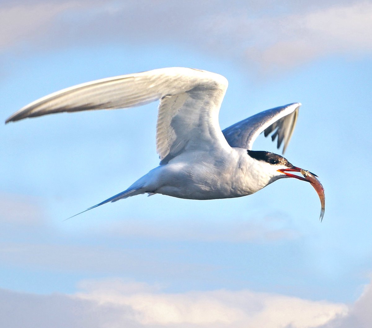 Een #visdief #waddenkust.
vogelbescherming.nl/ontdek-vogels/…