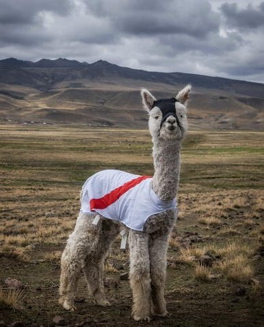 perulytics's tweet photo. PERÚ SE JUEGA EL PASE A QATAR 2022 CONTRA AUSTRALIA 

OTRA VEZ LLAMAS VS CANGUROS https://t.co/W1riAvlLiX