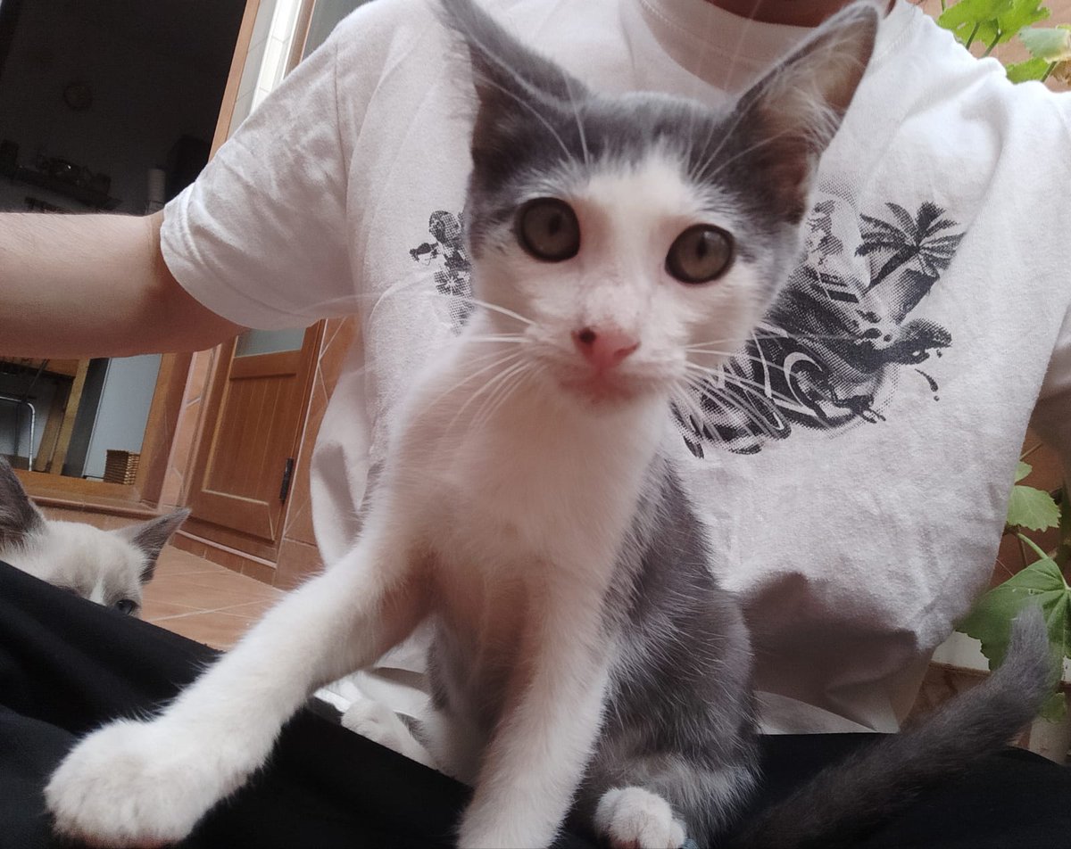 ANIMAEX2013's tweet photo. Gatitos en adopción. Contacto Animaex https://t.co/KYf4Lo99Pv
