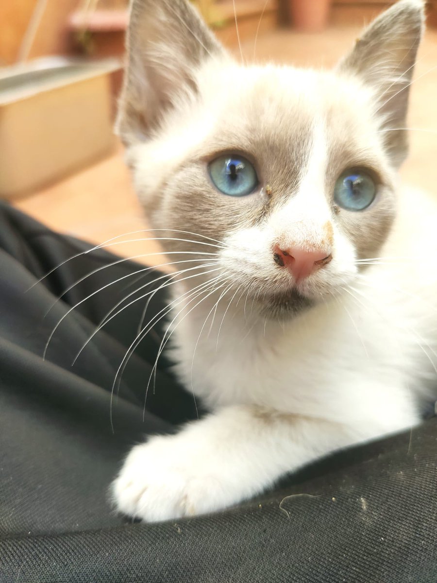 ANIMAEX2013's tweet photo. Gatitos en adopción. Contacto Animaex https://t.co/KYf4Lo99Pv