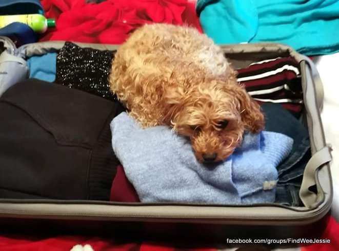 MissingPetsGB's tweet photo. Jessie is a rescue Shih Poo, she is white &amp; her front legs are bowed. She is neutered &amp; chipped &amp; details are registered correctly to Kat.
She was wearing a matching collar, harness &amp; leash with a Pink &amp; White Tartan pattern. https://t.co/lhVBUUS5DN