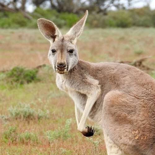 Uncafecommie's tweet photo. El próximo lunes a las 1:00 PM 

Perú vs Australia https://t.co/xo7giSdDvt