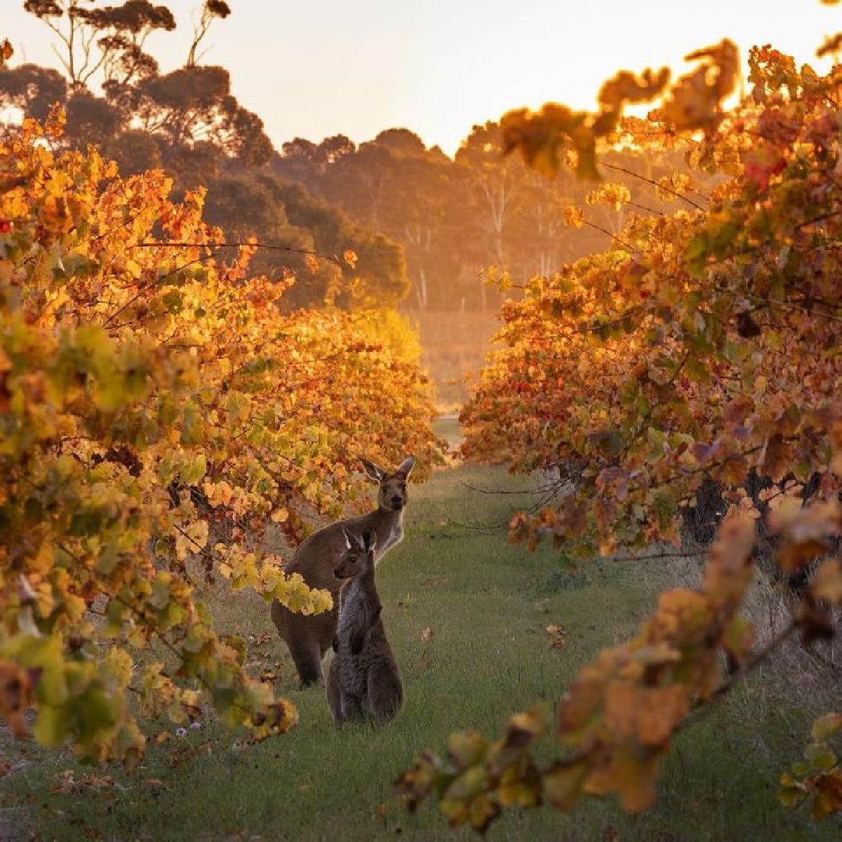 Australia on Twitter ""Right this way to the cellar door, guys." 😏 IG