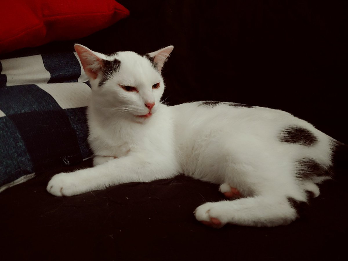 FeralCattos's tweet image. It's #CatTongueTuesday #CatsOfTwitter ! Time for some #bleps and silly #CatTounges ! ~ #CaspurTheCatto