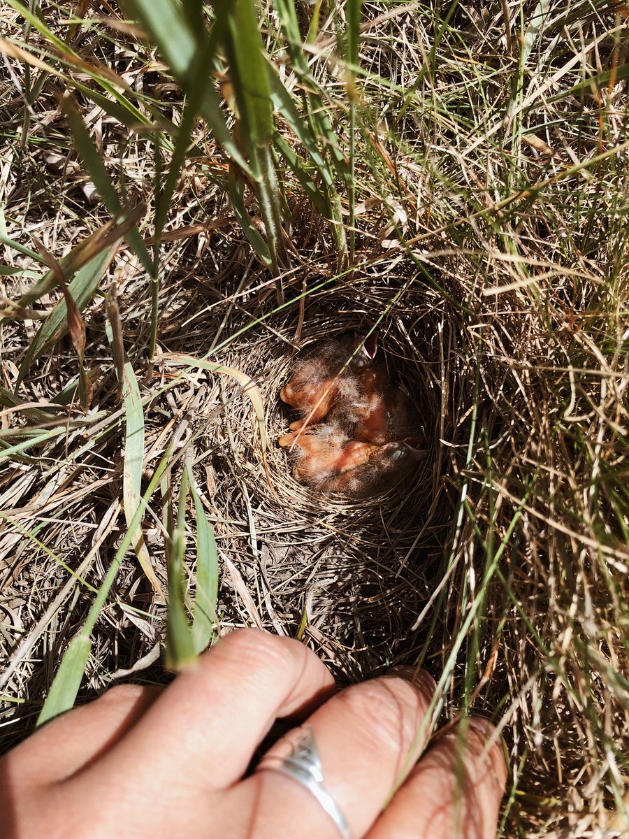 ChloeLochansky's tweet photo. Reminder to watch for ground nests while walking in long grass! Found these little killdeer while in our field https://t.co/11ifKz7EqI