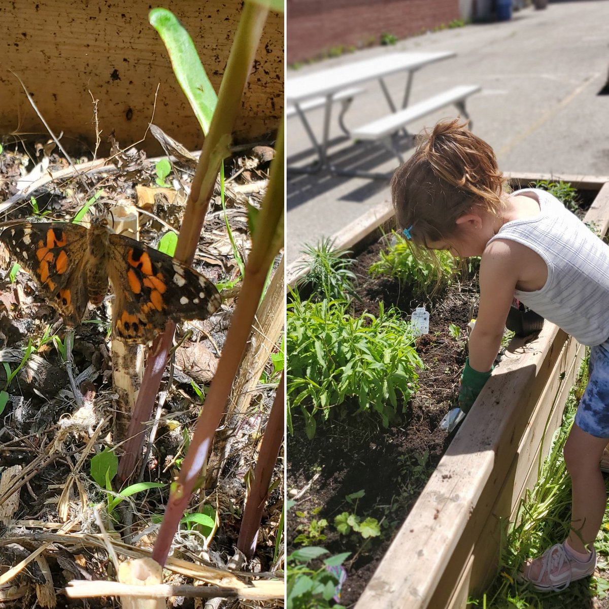 Room One released some painted lady butterflies while planting our pollinator plants! Thank you #cwfwildspaces!!