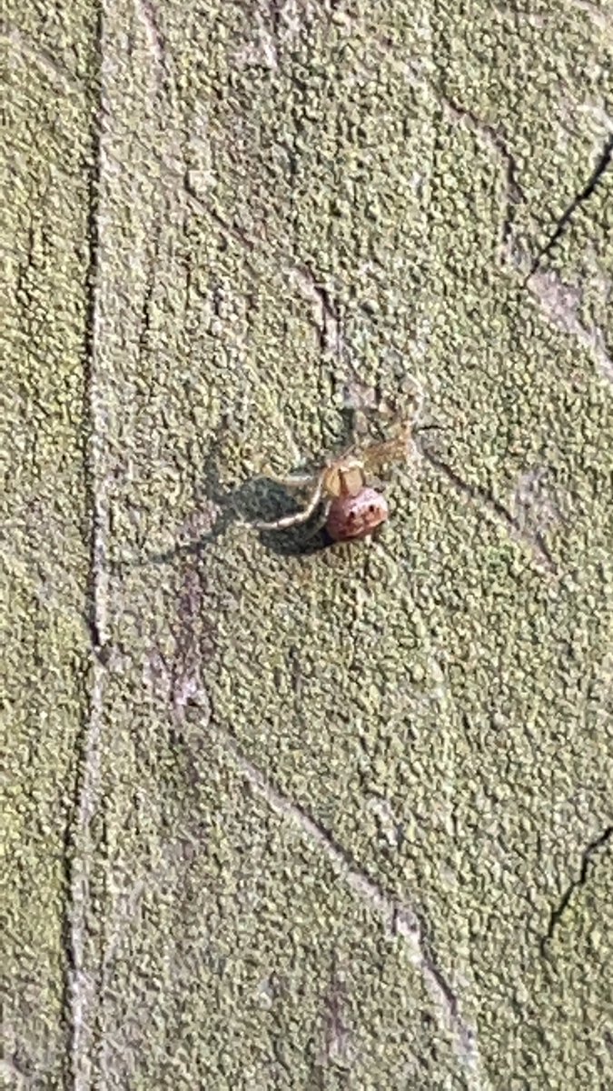 Beverly Owens, NBCT tweet media