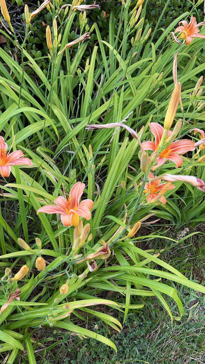 Beverly Owens, NBCT tweet media