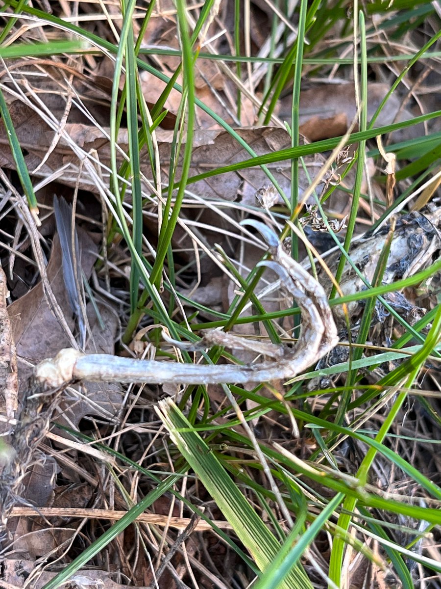 Beverly Owens, NBCT tweet media