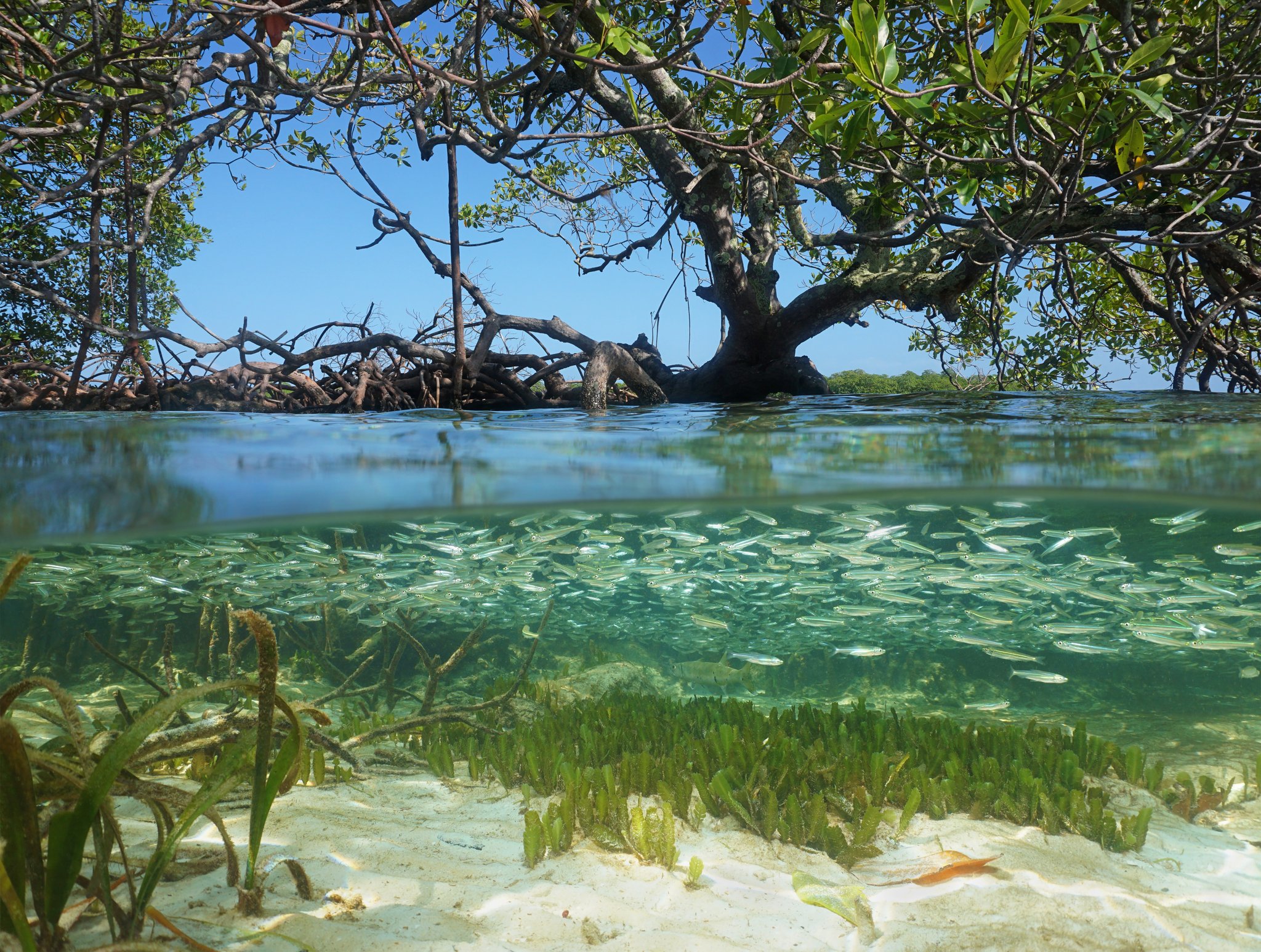 Мангровые леса подводные фото