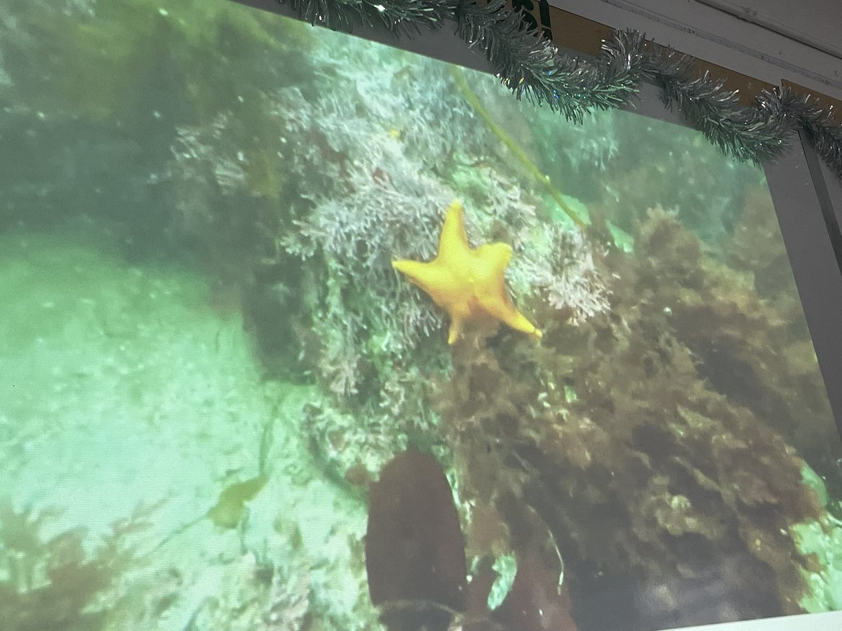 laclassedemmes's tweet photo. Thank you @FlipgridEvents & @portsprogram for the wonderful #FlipgridLive about #WorldOceansDay. We enjoyed learning about ways to protect marine habitats. https://t.co/H2Nt1fxZGo