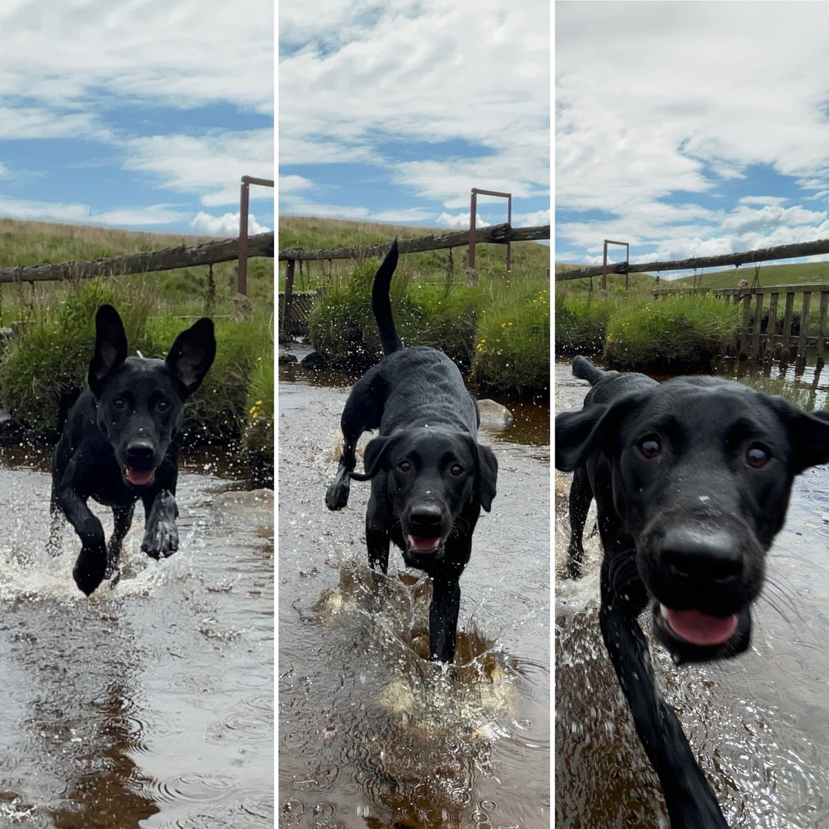 dalesdogdiary's tweet photo. Here. I. Come. https://t.co/ZIOqoUnifC