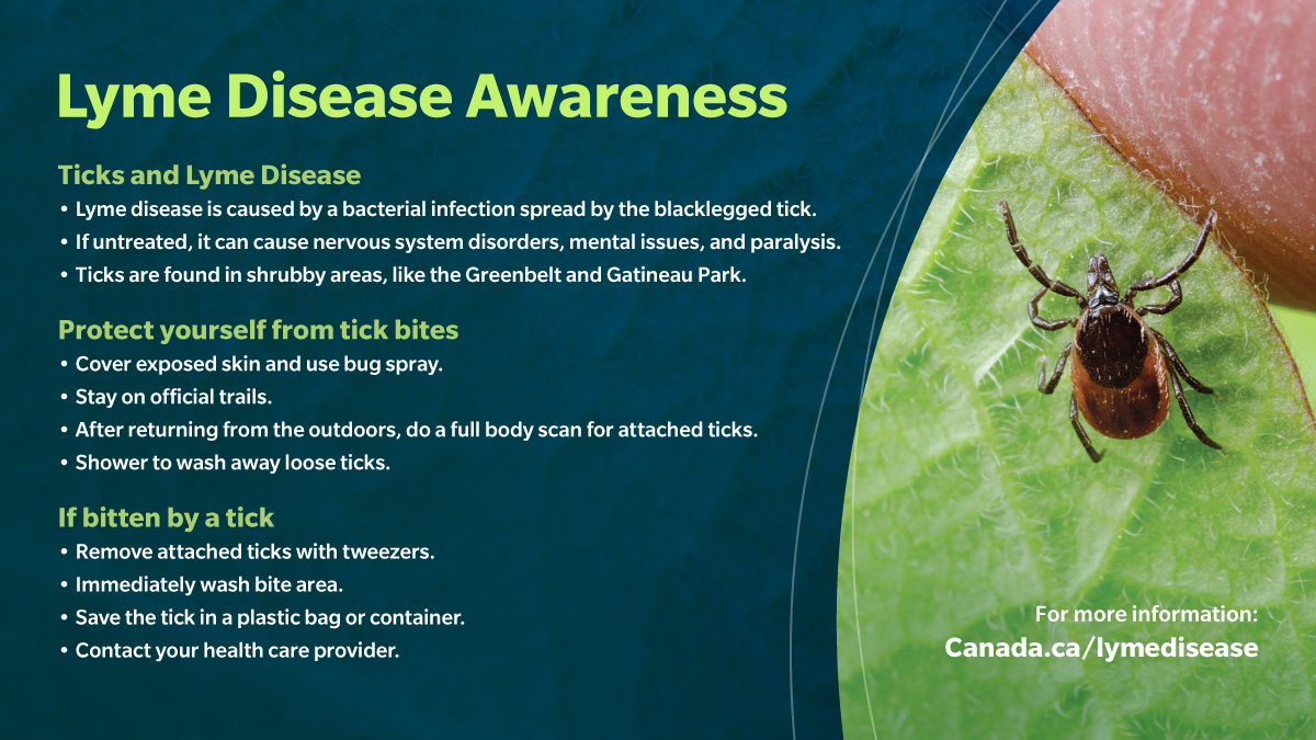 Blacklegged ticks can spread Lyme disease, caused by a harmful bacterial infection.  

If untreated, Lyme disease can cause:  
◾ Nervous system disorders 
◾ Mental issues 
◾ Paralysis 

Learn more about tick safety in the Capital: ncc-ccn.gc.ca/blog/tick-safe…