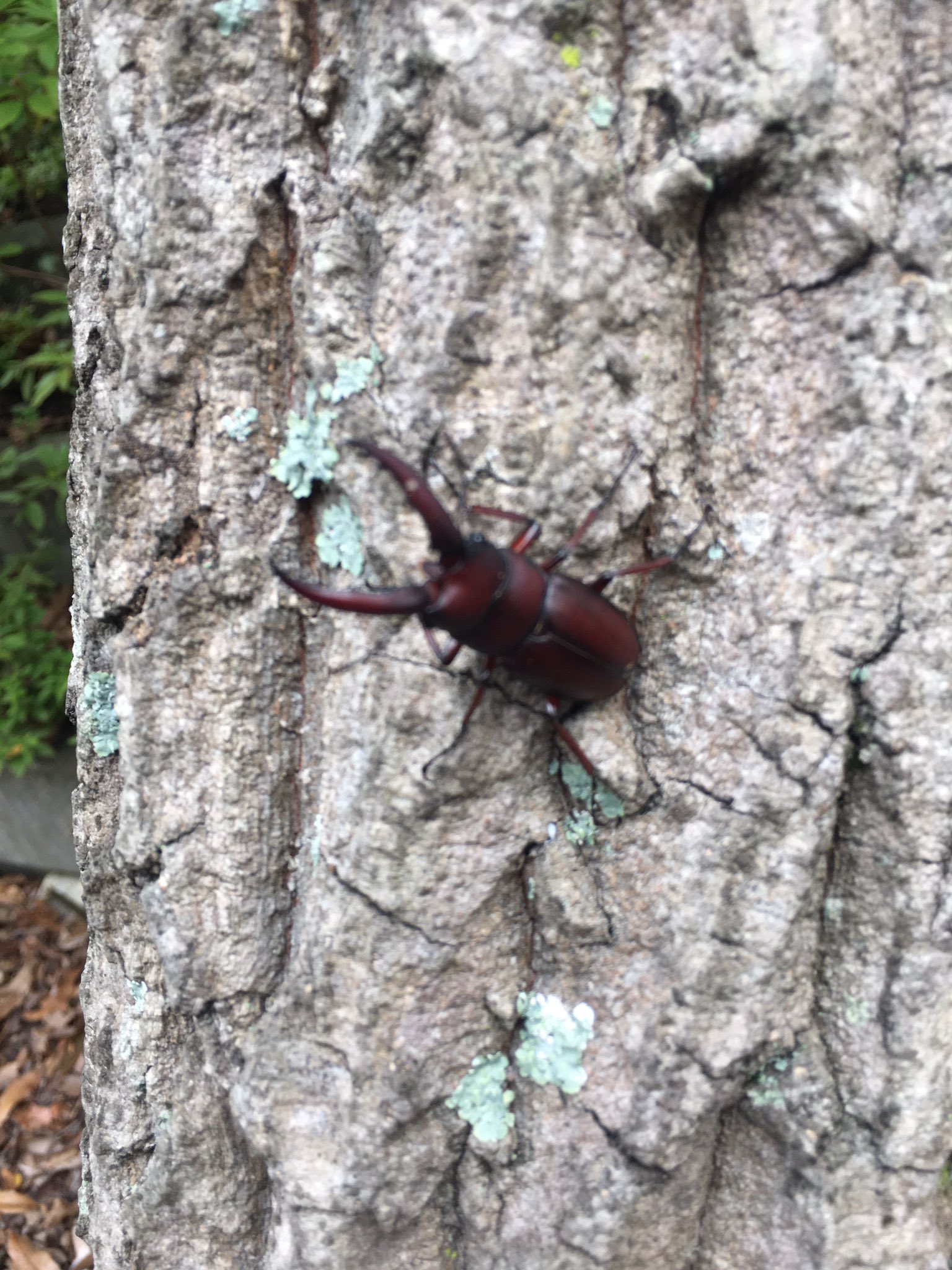 Tweets With Replies By モエビー rf9onl0uvee57 Twitter