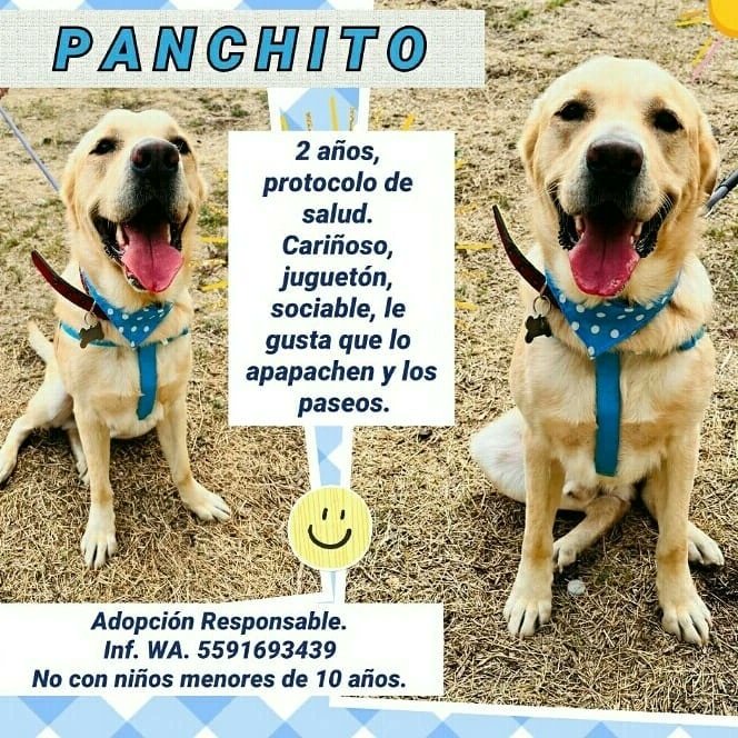 SuperPawMx's tweet photo. 🐕⚠️📢[Servicio Social] #AdoptaNoCompres
Este guapeton es PANCHITO bellisimo y Jugueton
Nos ayudas a encontrar un Hogar definitivo o Temporal para El? 
Su HT ya esta por cumplir El plazo de ayuda... por favorsito... comparte y encontremos una familia para Panchito 🐕 🙏🏻 🥺 🐾 https://t.co/D1F9tzXyff