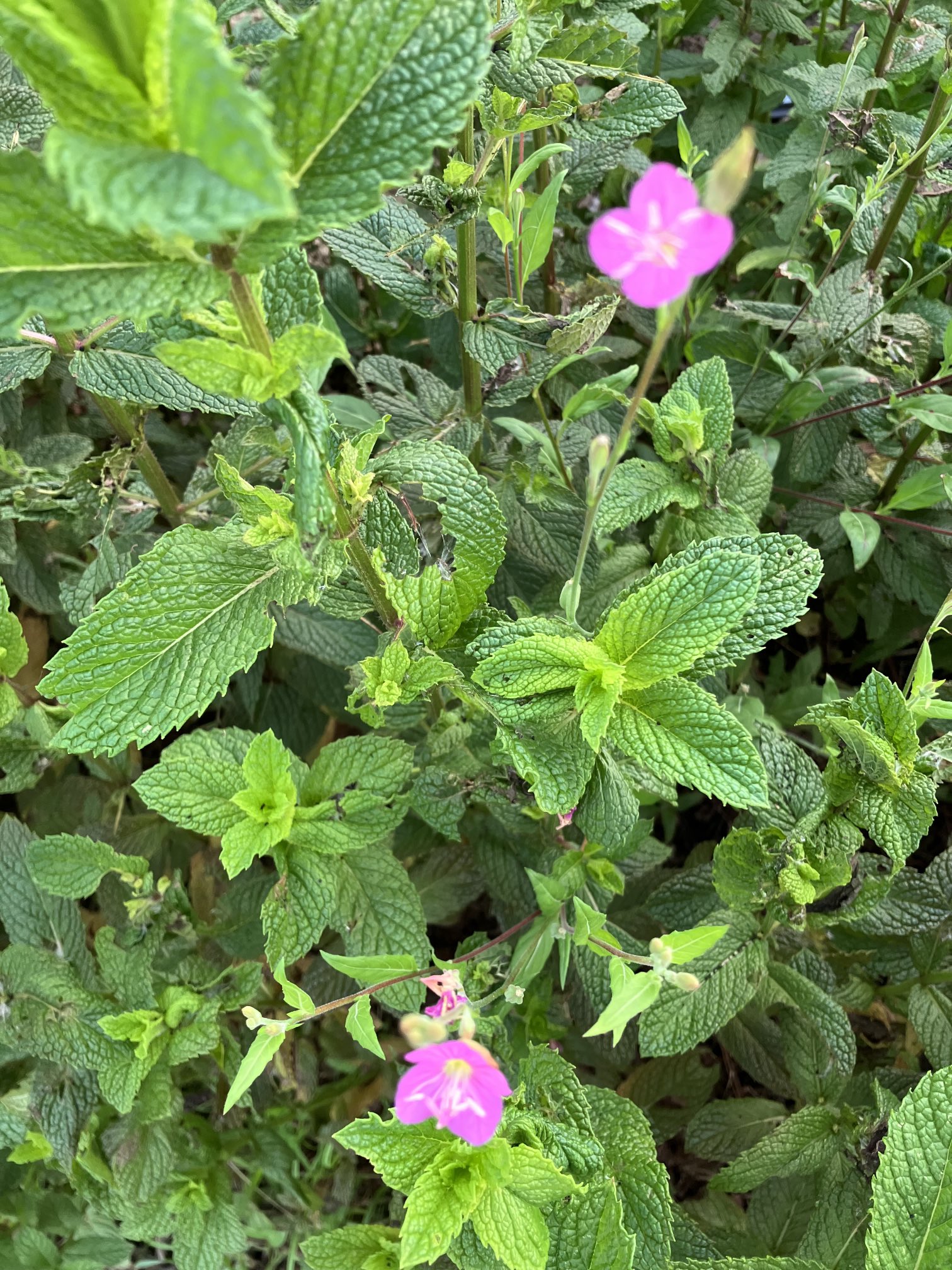 農業生産法人 然菜 快晴の朝を迎えました ミントは枯れ始めましたが野花が顔を出してきましたよ 有機農業 自然農法 無農薬栽培 Eu基準クリアーの低硝酸態野菜 野花 T Co Bms9sriegr Twitter